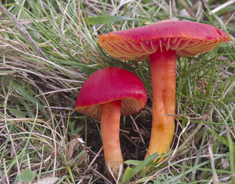 Hygrocybe coccinea